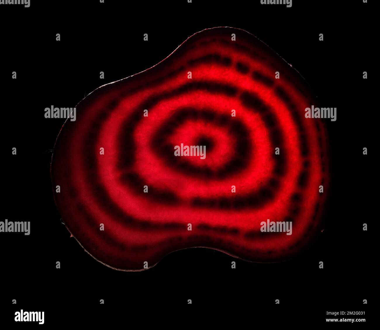 Una sottile fetta di frutta o verdura fotografata contro la retroilluminazione in un ambiente da studio. La texture traslucida e i dettagli vivaci Foto Stock