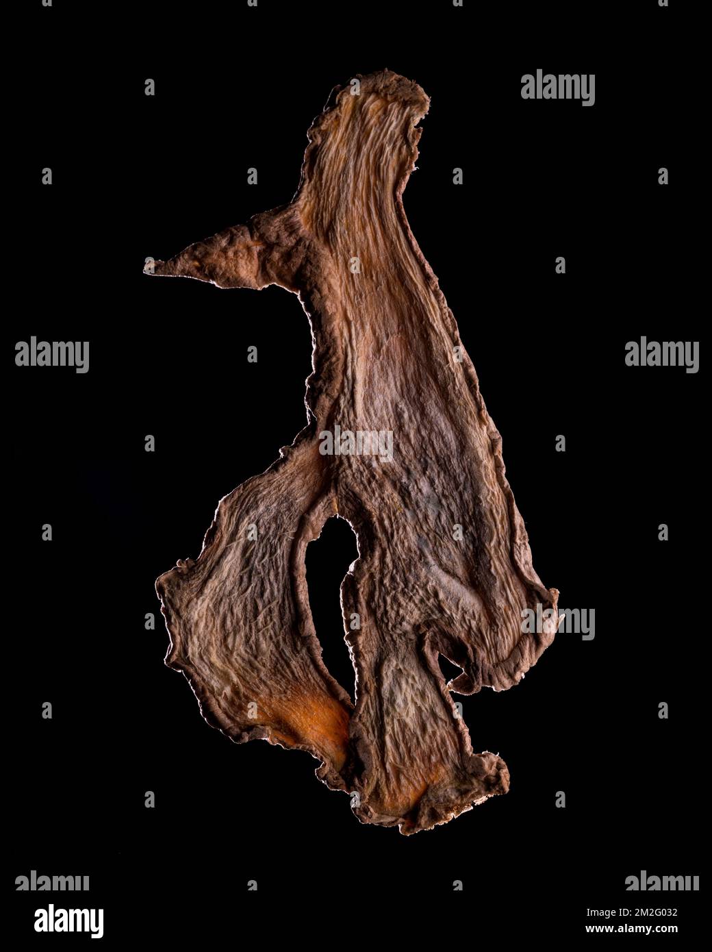 Una sottile fetta di frutta o verdura fotografata contro la retroilluminazione in un ambiente da studio. La texture traslucida e i dettagli vivaci Foto Stock