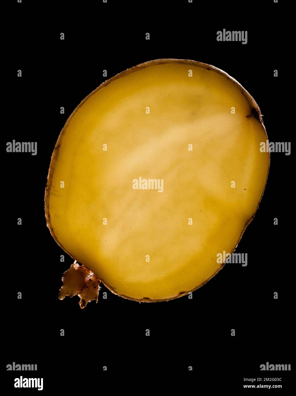 Una sottile fetta di frutta o verdura fotografata contro la retroilluminazione in un ambiente da studio. La texture traslucida e i dettagli vivaci Foto Stock