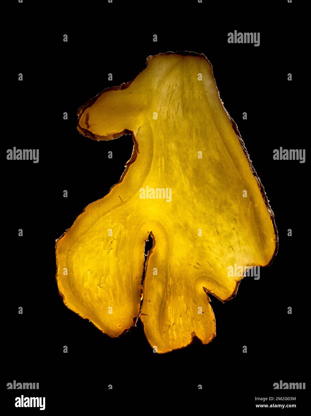 Una sottile fetta di frutta o verdura fotografata contro la retroilluminazione in un ambiente da studio. La texture traslucida e i dettagli vivaci Foto Stock