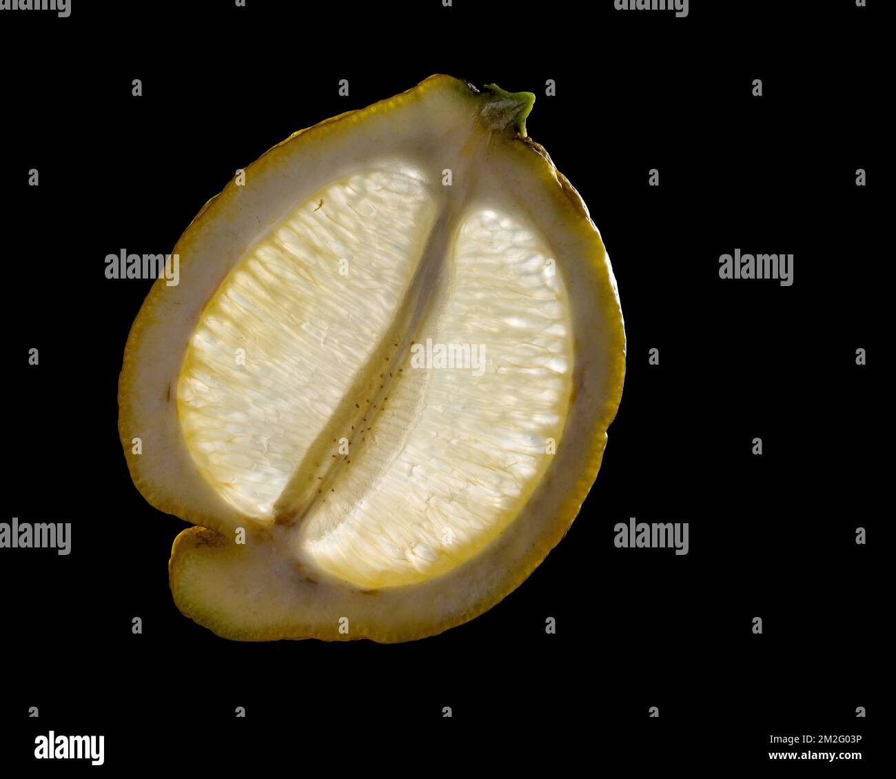 Una sottile fetta di frutta o verdura fotografata contro la retroilluminazione in un ambiente da studio. La texture traslucida e i dettagli vivaci Foto Stock