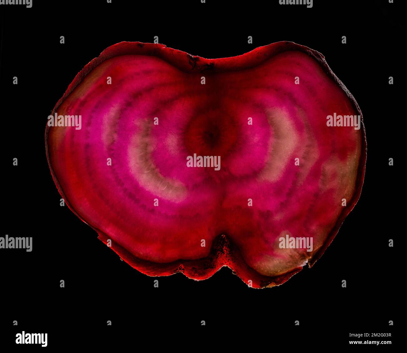 Una sottile fetta di frutta o verdura fotografata contro la retroilluminazione in un ambiente da studio. La texture traslucida e i dettagli vivaci Foto Stock