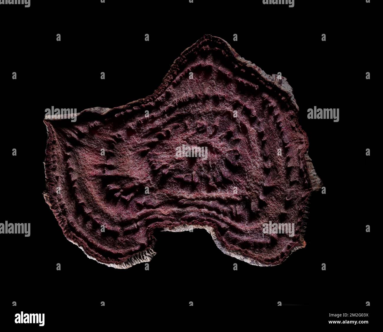Una sottile fetta di frutta o verdura fotografata contro la retroilluminazione in un ambiente da studio. La texture traslucida e i dettagli vivaci Foto Stock