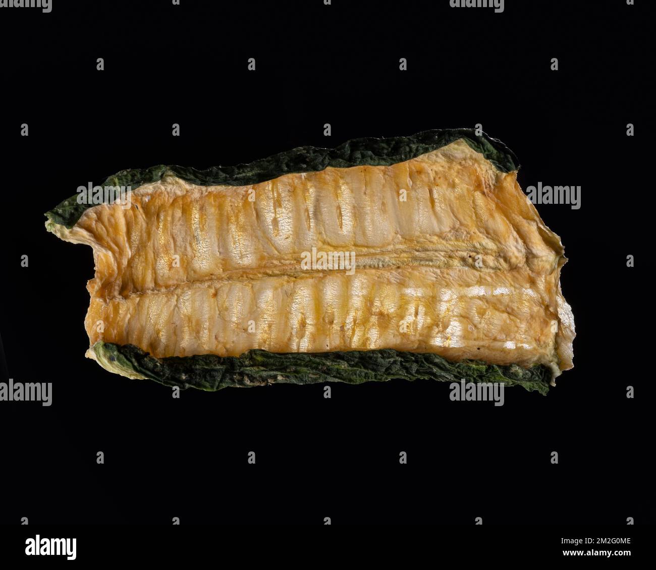 Una sottile fetta di frutta o verdura fotografata contro la retroilluminazione in un ambiente da studio. La texture traslucida e i dettagli vivaci Foto Stock