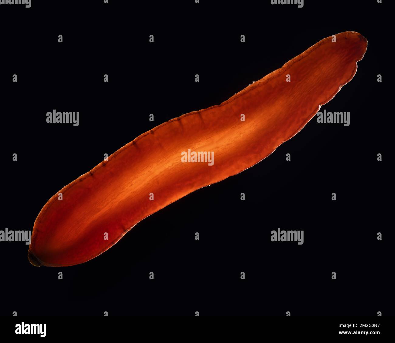 Una sottile fetta di frutta o verdura fotografata contro la retroilluminazione in un ambiente da studio. La texture traslucida e i dettagli vivaci Foto Stock