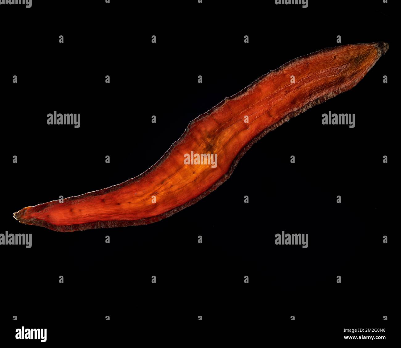 Una sottile fetta di frutta o verdura fotografata contro la retroilluminazione in un ambiente da studio. La texture traslucida e i dettagli vivaci Foto Stock