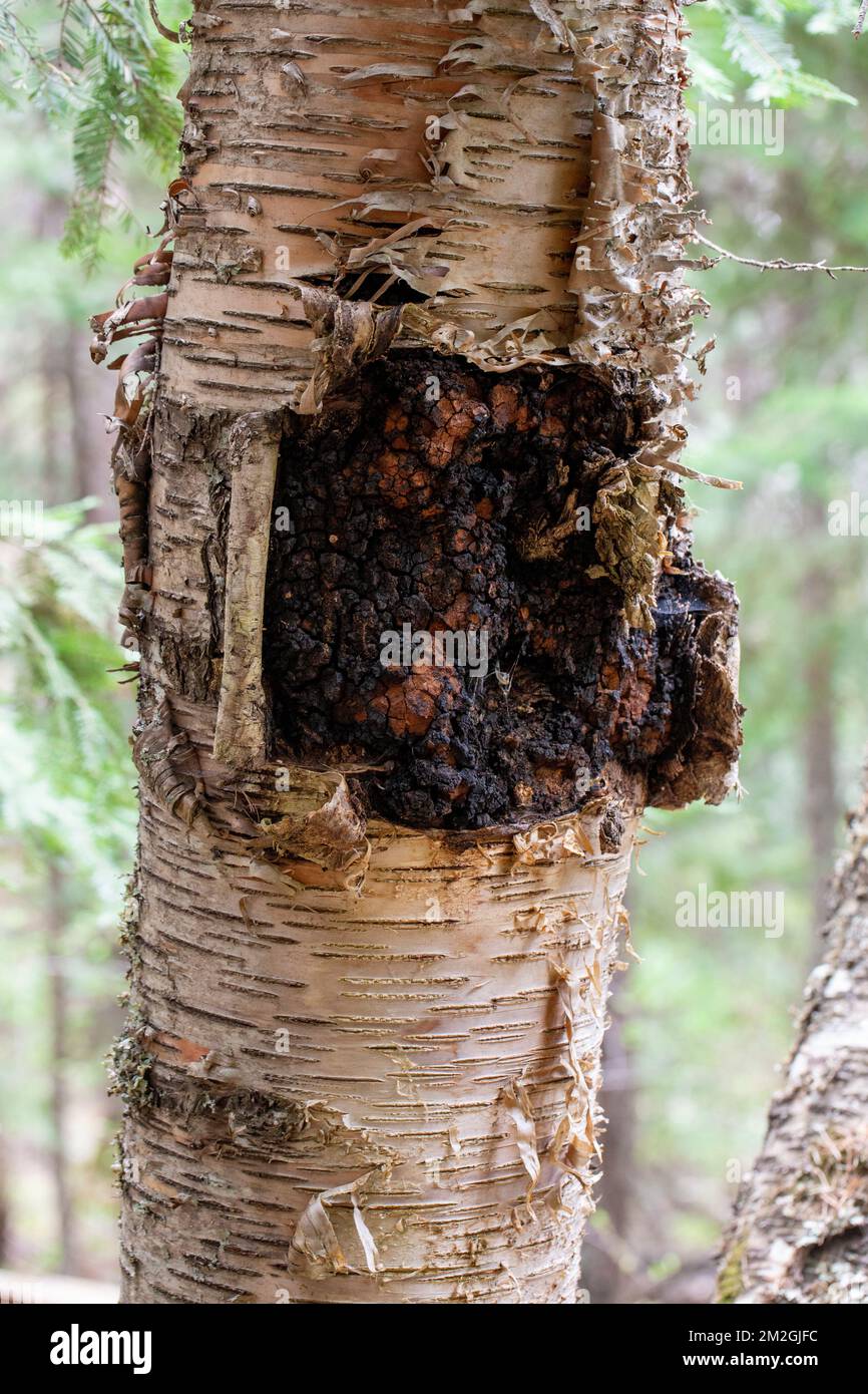 Fungo chaga, Inonotus oblyquus, che cresce sul tronco di un albero di betulla rosso, Betula occidentalis, sopra il torrente Callahan, Troia, Montana. Foto Stock