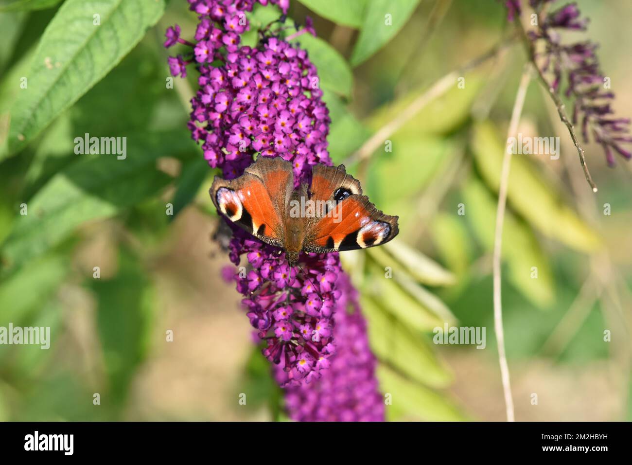 Farfalla | Papillon 31/07/2018 Foto Stock