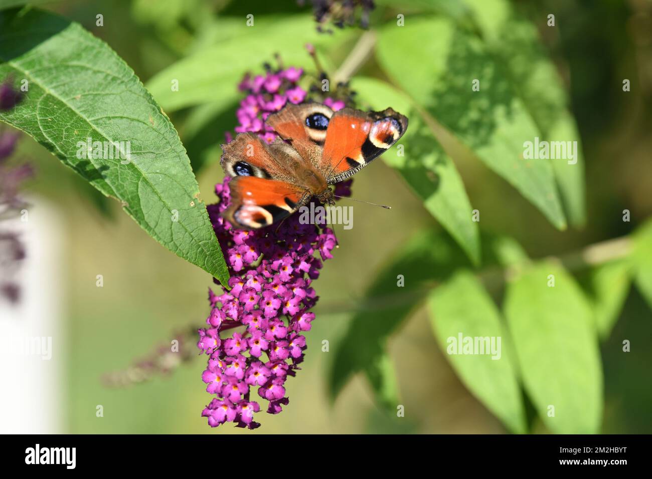 Farfalla | Papillon 31/07/2018 Foto Stock