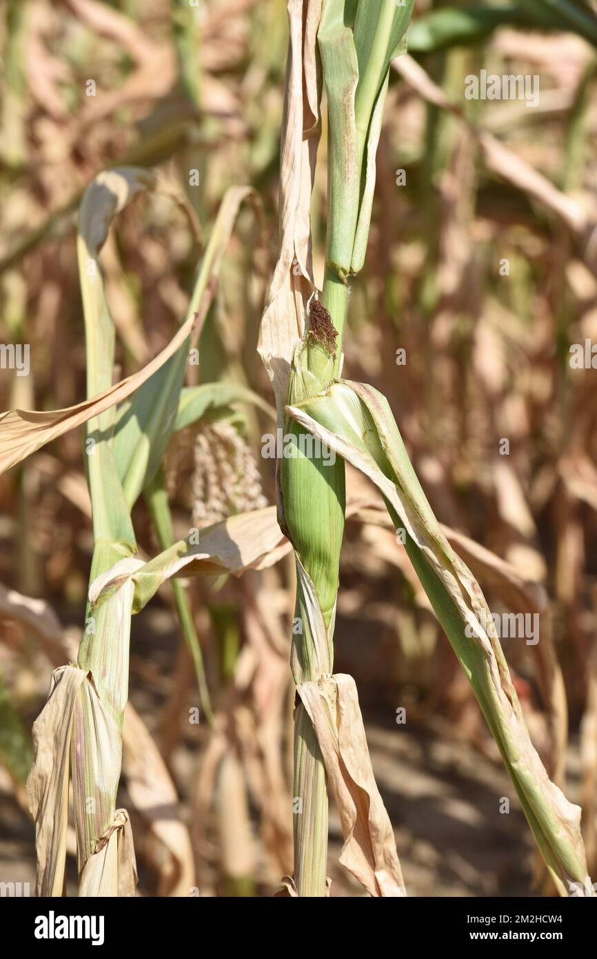 Mais in estate 2018 | Mais l'été 2018 01/08/2018 Foto Stock