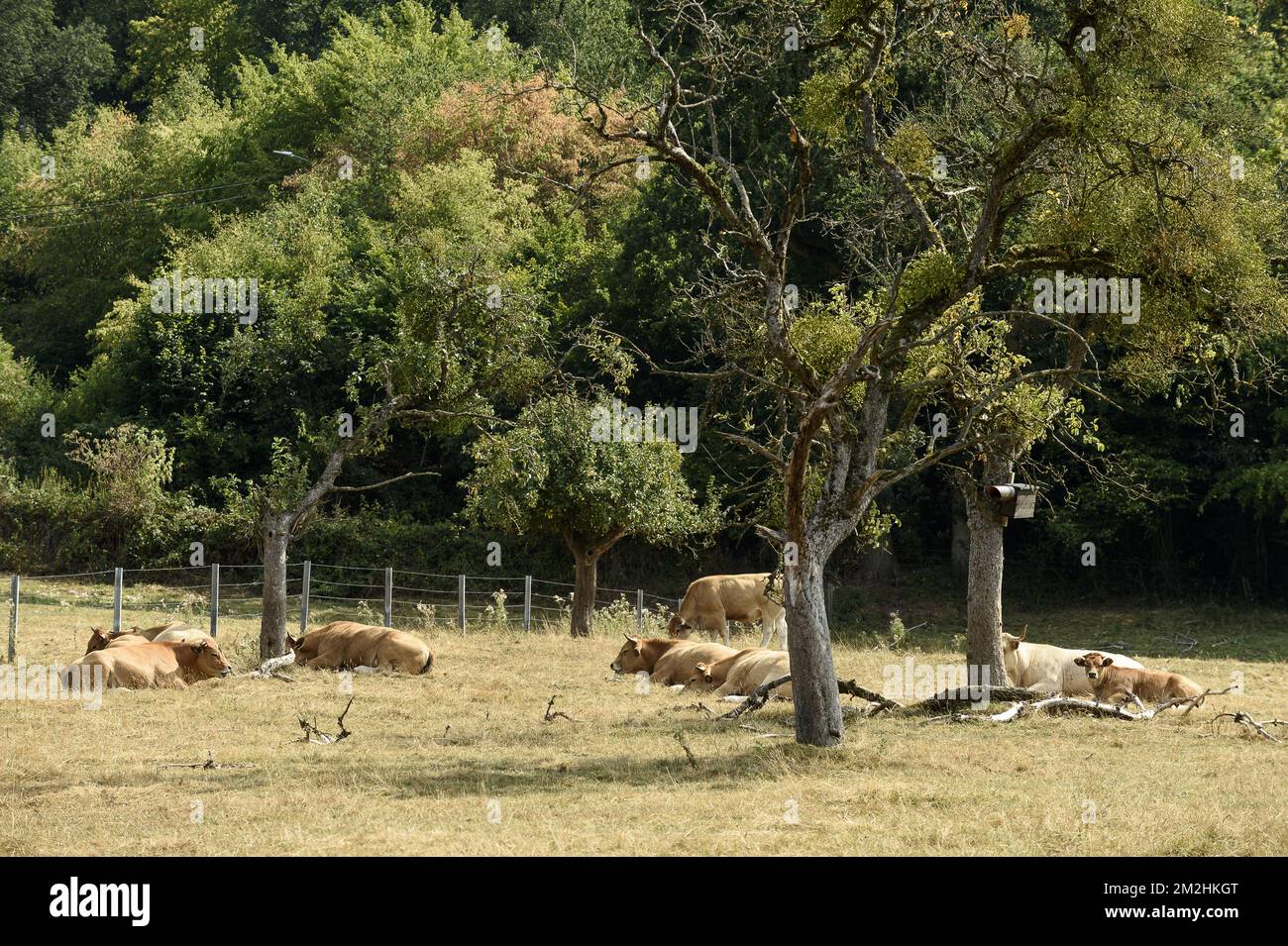 Mucche in un prato essiccato. L'erba è gialla | l'herbe est jaune et les vaches sont fatiguees par la chaleur ereintante de la canicule. 05/08/2018 Foto Stock