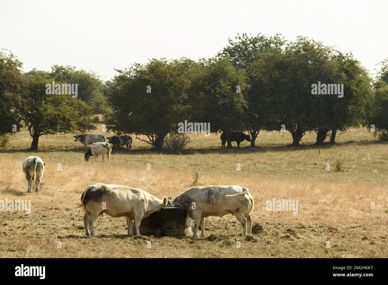Mucche in un prato essiccato. L'erba è gialla | l'herbe est jaune et les vaches sont fatiguees par la chaleur ereintante de la canicule. 05/08/2018 Foto Stock