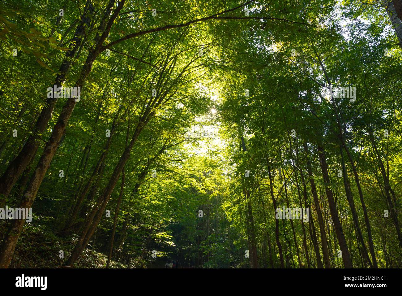 Vista grandangolare di alberi alti nella foresta. Lussureggiante foresta. Earth Day o World Environment Day o Carbon net zero o Carbon neutrality Concept photo. Foto Stock