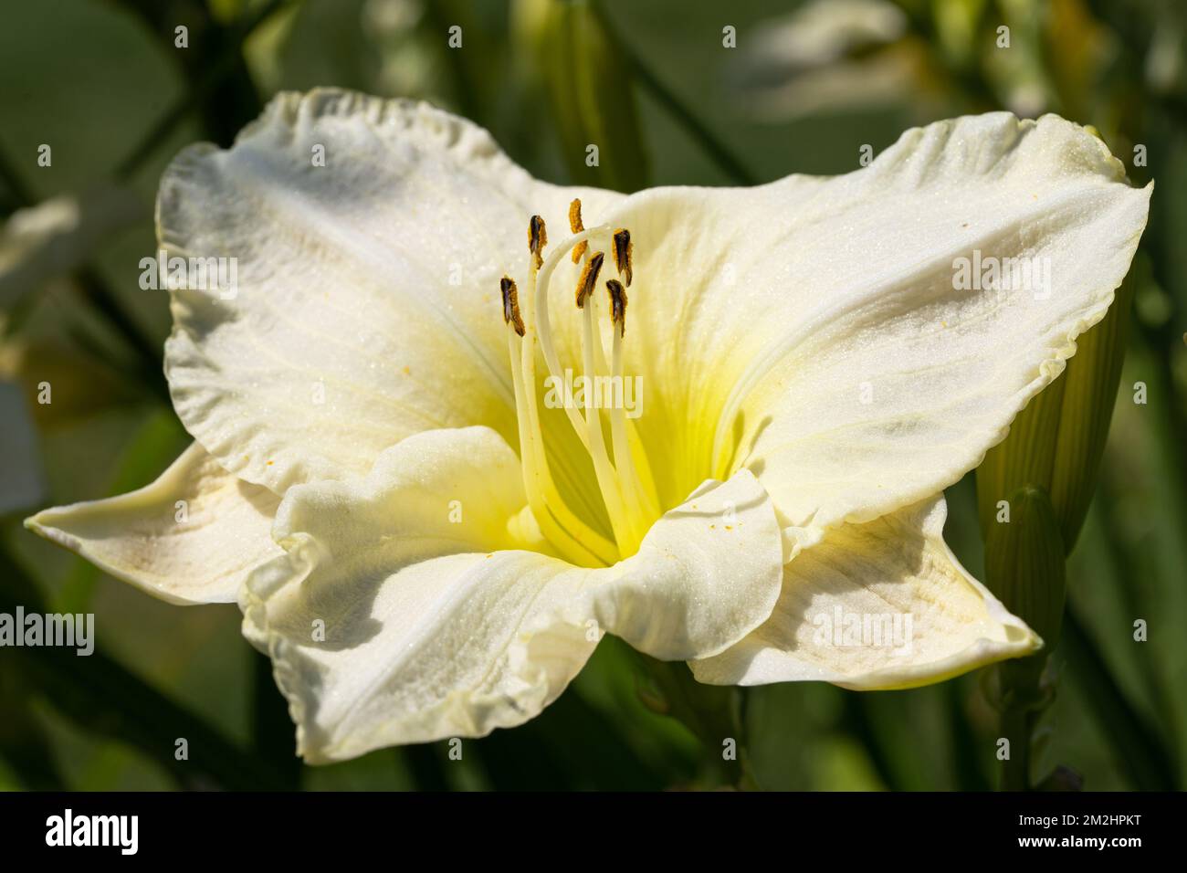 Giglio di giorno (Hemerocallis), in prossimità della testa di fiori Foto Stock