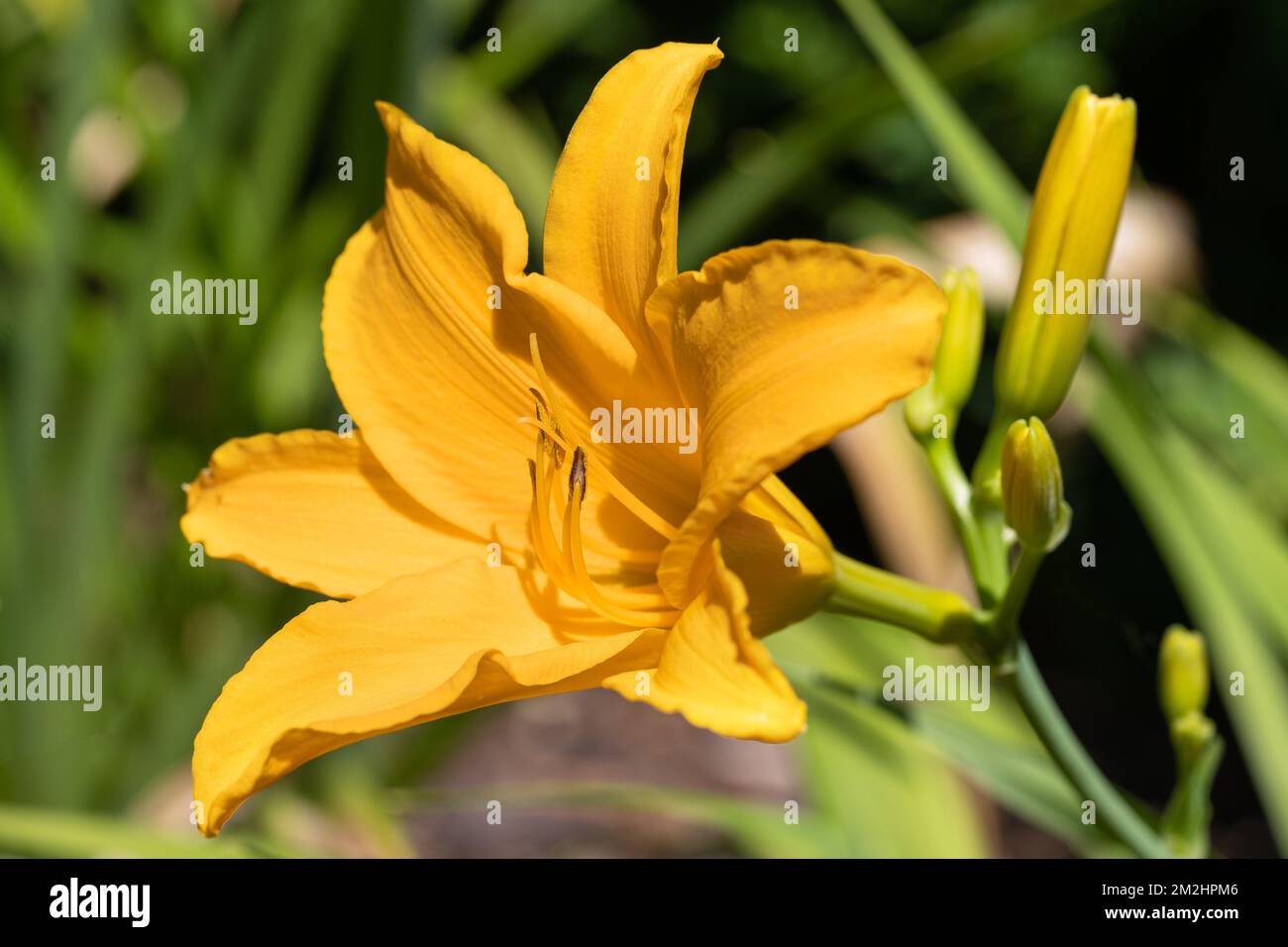 Giglio di giorno (Hemerocallis), in prossimità della testa di fiori Foto Stock