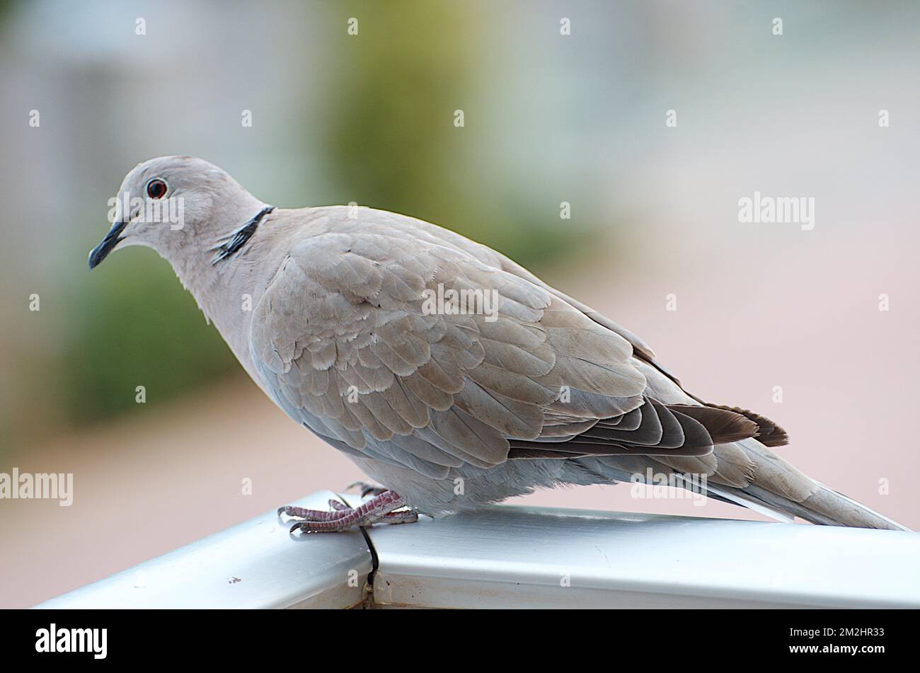 Colombe | Pigeon 11/08/2018 Foto Stock