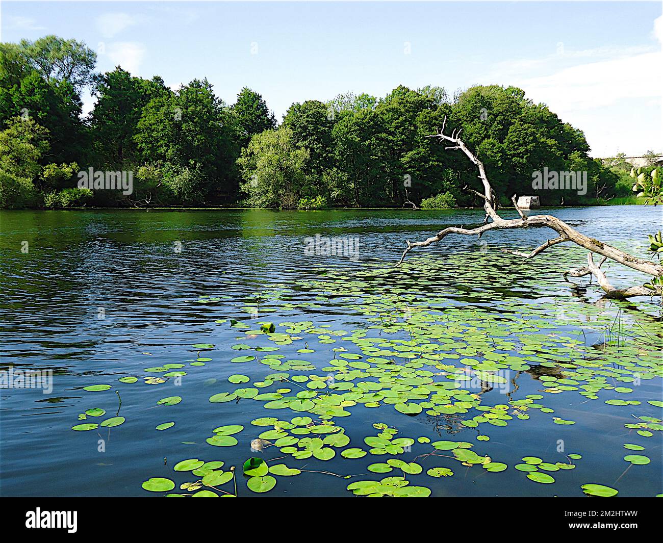 Nenuphar a Stoccolma | Nénuphar à Stoccolma 05/08/2018 Foto Stock