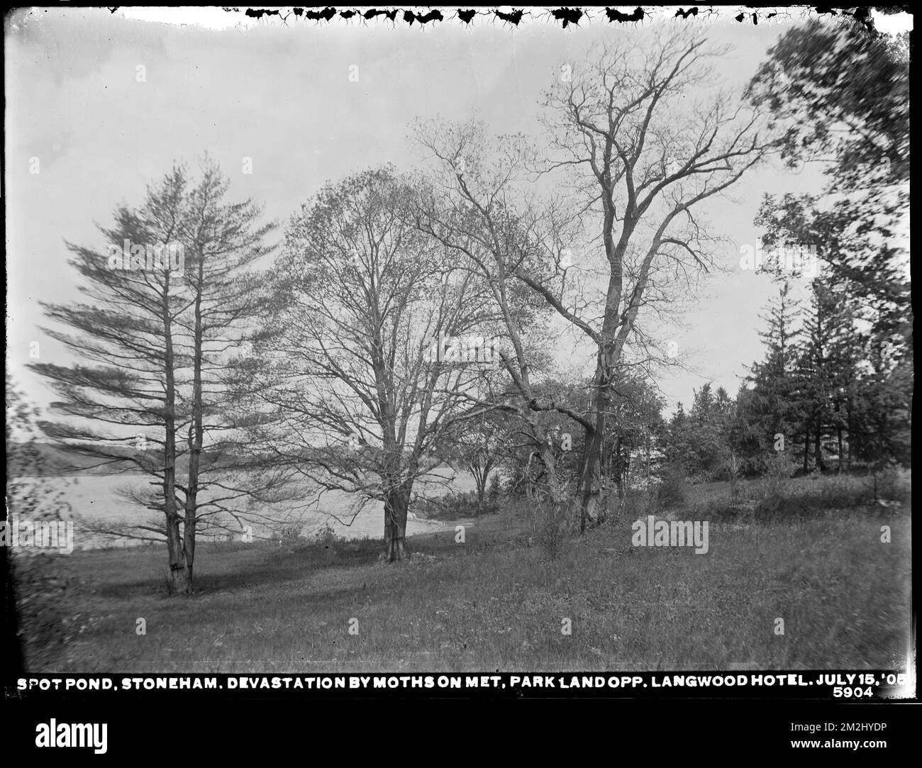 Dipartimento di distribuzione, Low Service Spot Pond Reservoir, devastazione da falene sulla terra della Metropolitan Park Commission, di fronte Langwood Hotel, Stoneham, Mass., 15 luglio, 1905 , opere d'acqua, serbatoi strutture di distribuzione dell'acqua, silvicoltura, falene Foto Stock