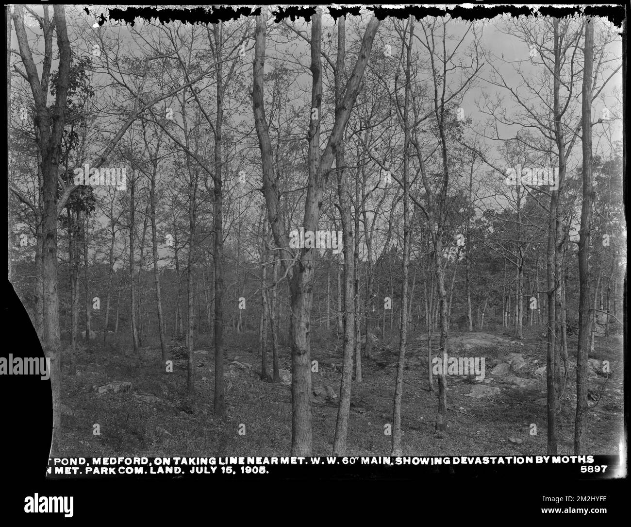 Dipartimento di distribuzione, Low Service Spot Pond Reservoir, devastazione da falene sulla linea di presa vicino Metropolitan Water Works 60 pollici principale, sulla terra di Metropolitan Park Commission e di Metropolitan Water Works, Medford, Mass., 15 luglio 1905 , acquedotto, serbatoi strutture di distribuzione di acqua, silvicoltura, falene Foto Stock