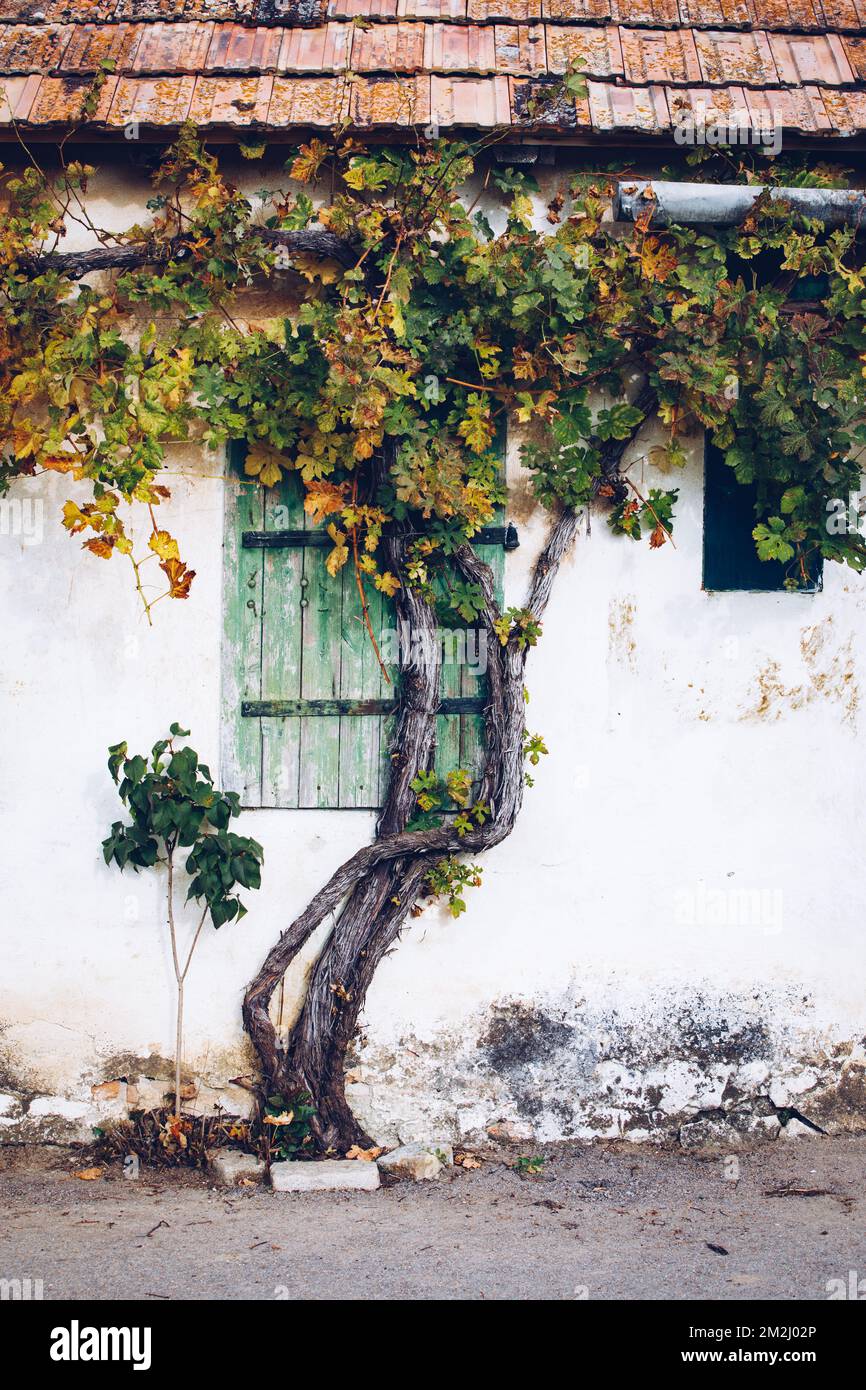 Strada tradizionale della Cantina del vino nella regione austriaca di Weinviertel durante l'estate e l'autunno. Foto Stock