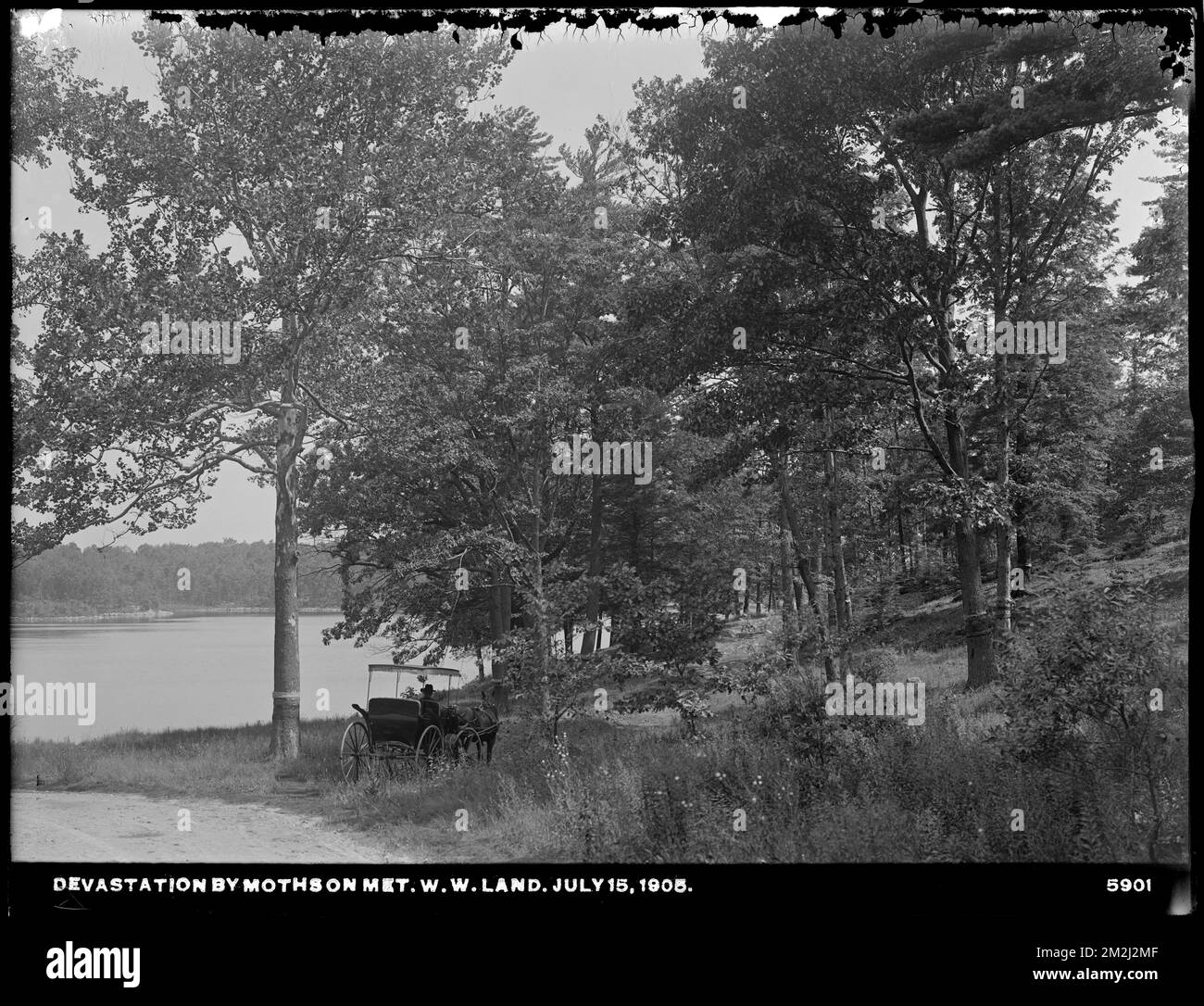 Dipartimento di distribuzione, Low Service Spot Pond Reservoir, Porter Cove, devastazione da falene sulla terra di Metropolitan Park Commission e di Metropolitan Water Works, Medford, Mass., 15 luglio 1905 , acquedotto, serbatoi strutture di distribuzione di acqua, silvicoltura, falene Foto Stock