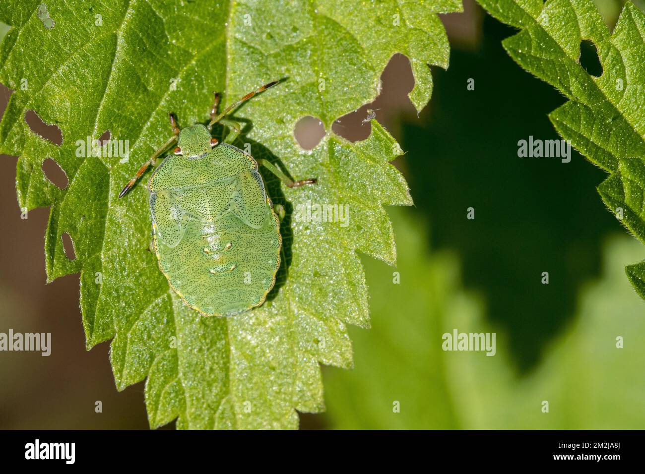 Bug scudo verde (Palomena prasina) ninfa su foglia che mostra colori camouflage | Punaise verte (Palomena prasina) nymphe / larve 01/09/2018 Foto Stock