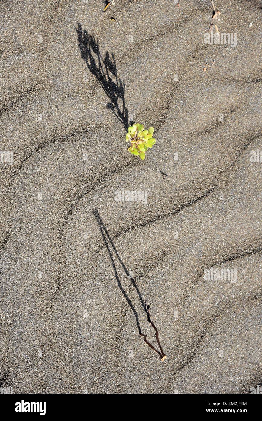 Verde pianta ombra sulla spiaggia di sabbia, Survada spiaggia, Valsad, Gujarat, India, Asia Foto Stock