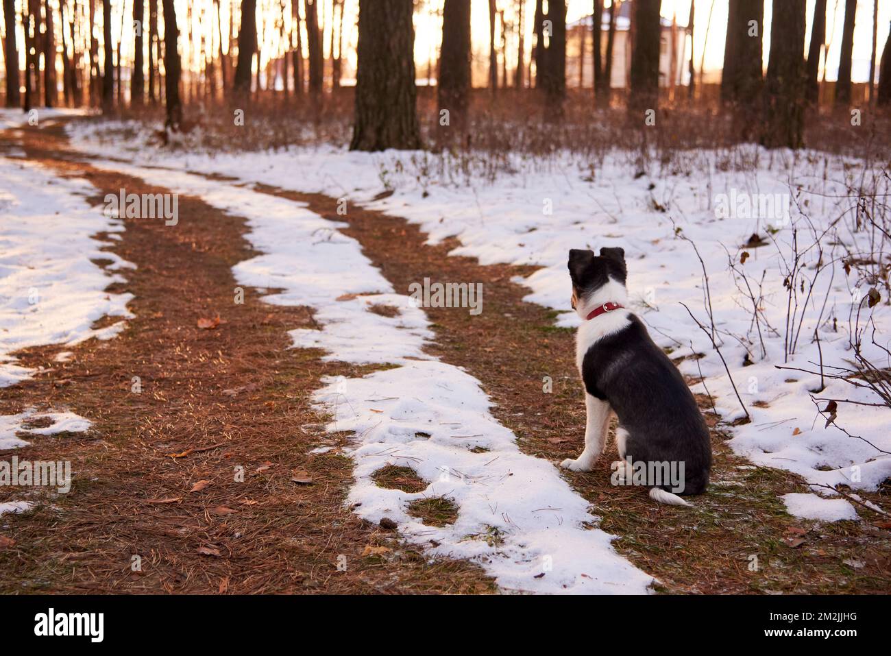 Cucciolo solitario seduto sul sentiero in inverno. Foto Stock