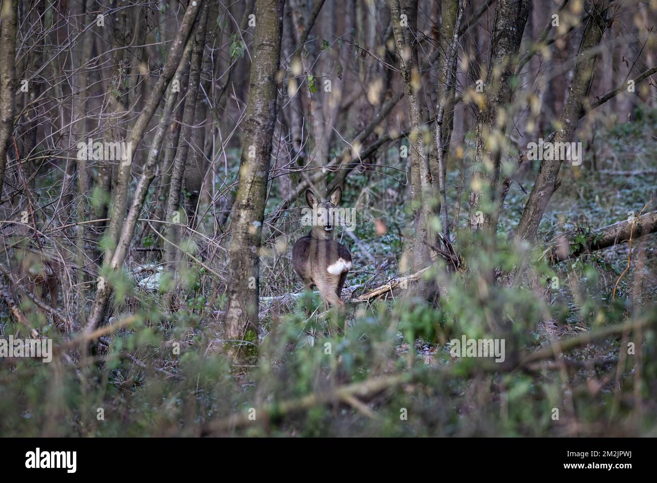 Capriolo femmina nella foresta in Germania, Europa Foto Stock