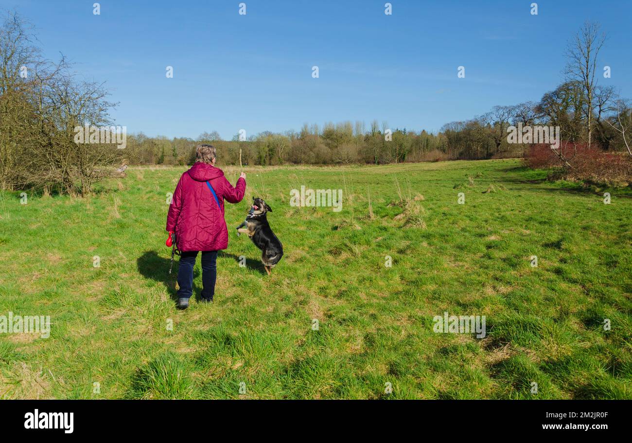Lagan Valley, Belfast County Down, 10 2022 marzo - Donna che gioca con il suo cane da compagnia in un campo vicino a Minnowburn Foto Stock