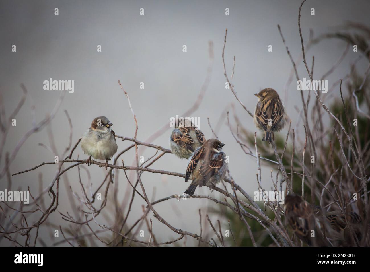 Gruppo di passeri di casa (Passer domesticus) Foto Stock