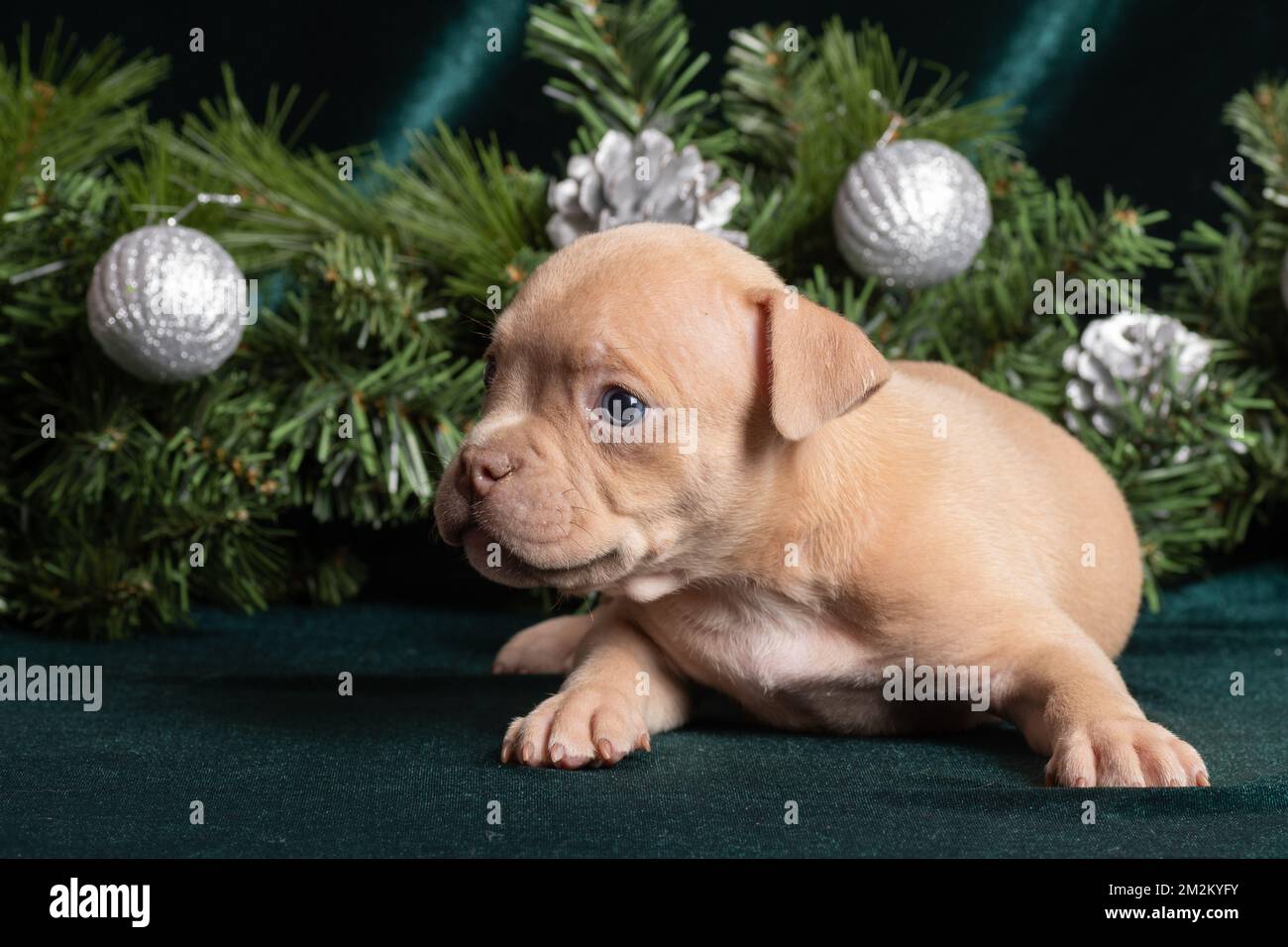 Piccolo cucciolo di bully americano carino inquisitivo che si trova accanto ai rami dell'albero di natale. Natale e Capodanno per gli animali domestici. Vacanze e regali per animali domestici Foto Stock
