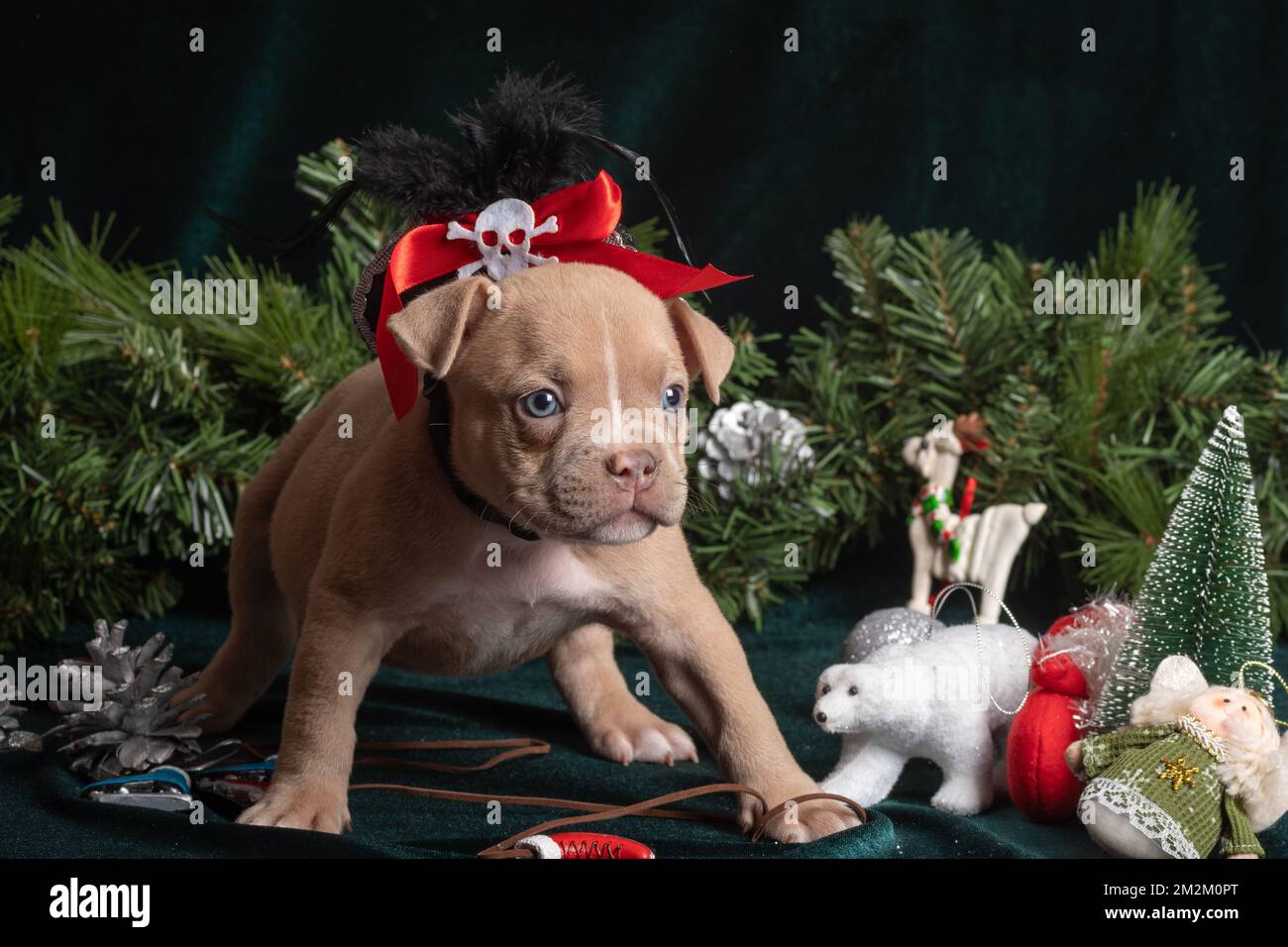 Piccolo cucciolo di Bully americano carino in un cappello di pirata di carnevale vicino ai rami dell'albero di Natale, fiocchi di neve, coni. Buon anno per gli animali domestici. Vacanze e gi Foto Stock