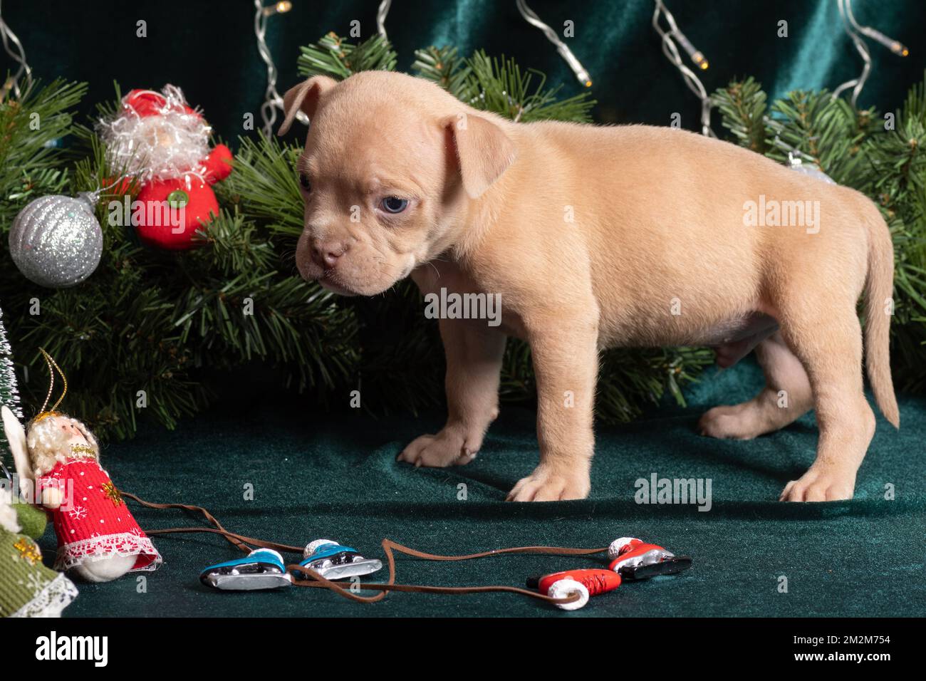 Piccolo cucciolo di Bully americano carino che guarda un albero di Natale decorato con giocattoli, fiocchi di neve, coni, pattini di ghiaccio e angeli. Natale e Capodanno per Foto Stock