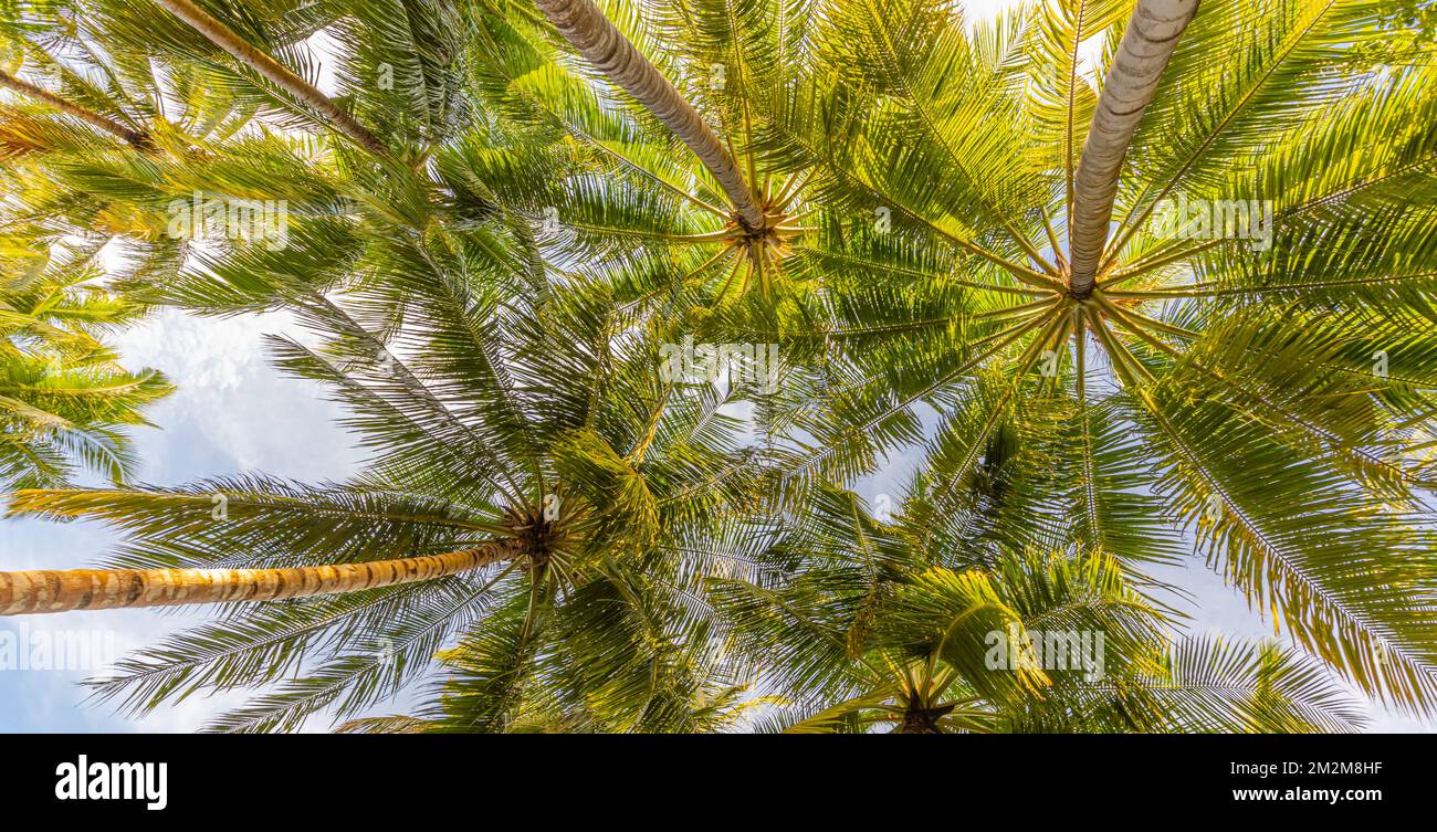 Rilassante giungla verde di lussureggianti foglie di palma, palme in esotica foresta tropicale. Piante tropicali selvatiche natura paesaggio concetto per carta da parati panorama Foto Stock