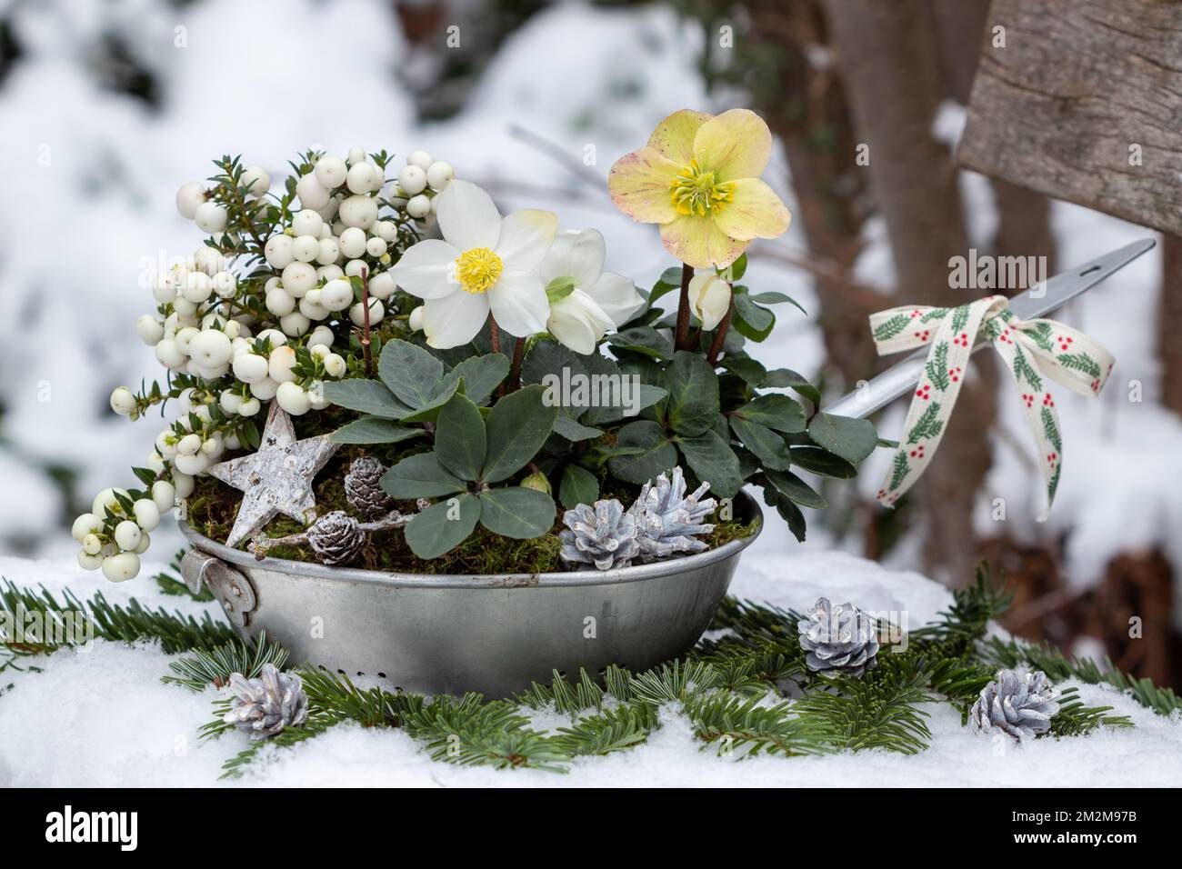 helleborus niger e brughiera bianca in colandra d'epoca nel giardino d'inverno Foto Stock