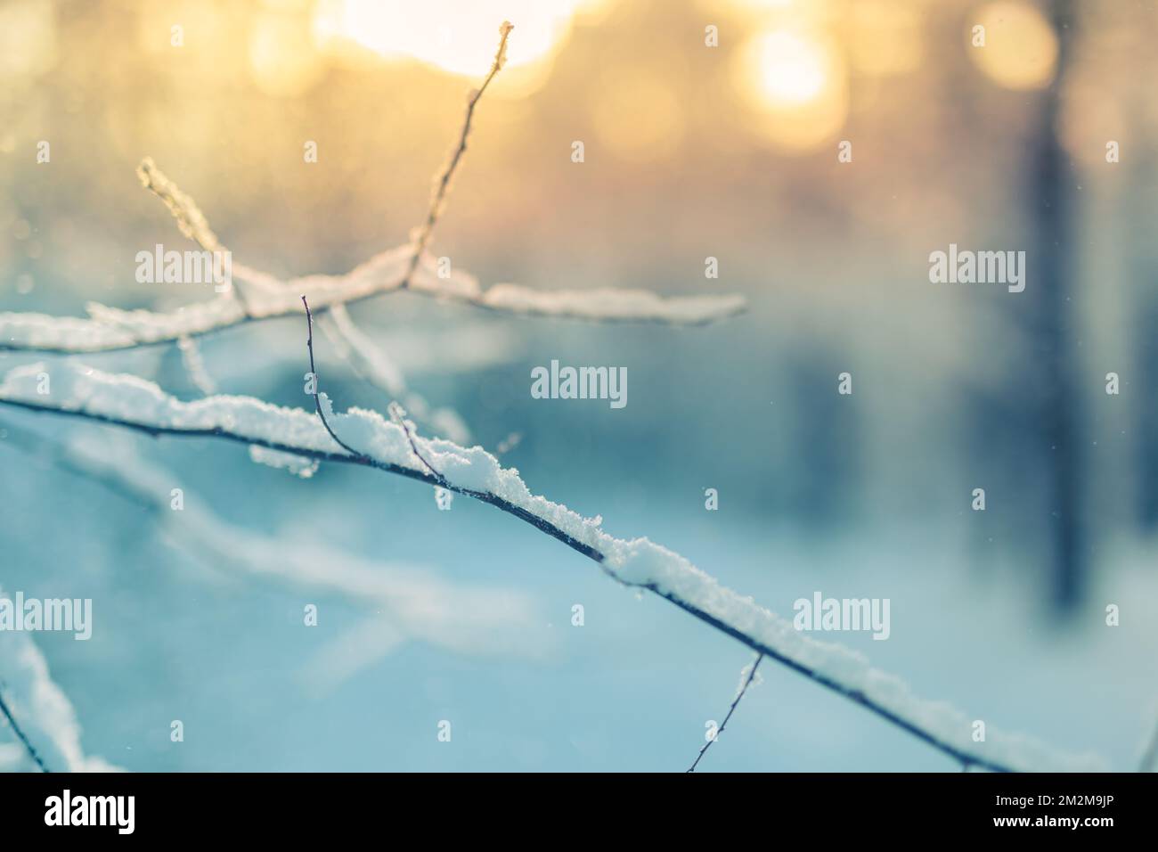 Gelido paesaggio invernale offuscato nella foresta innevata. Sfondo di Natale con alberi e sfondo sfocato dell'inverno. Closeup artistico natura, toni freddi Foto Stock