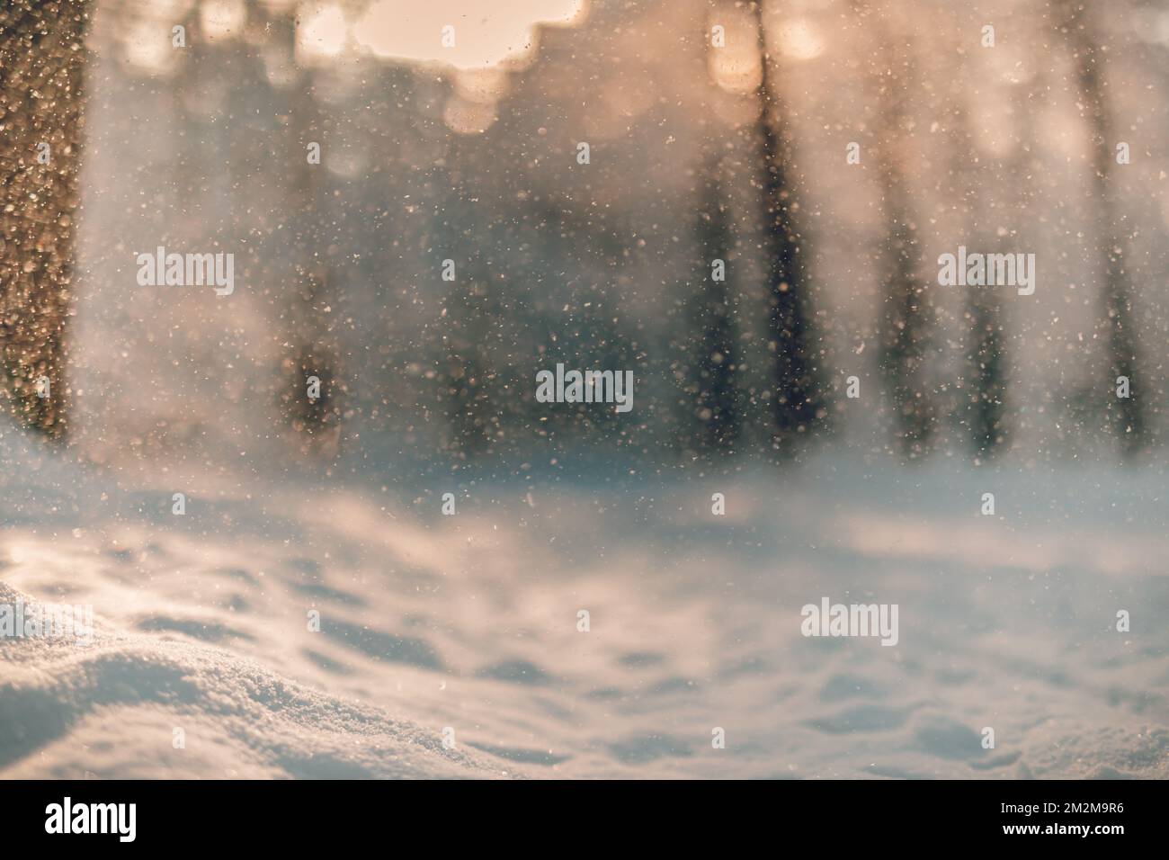 Gelido paesaggio invernale offuscato nella foresta innevata. Sfondo di Natale con alberi e sfondo sfocato dell'inverno. Closeup artistico natura, toni freddi Foto Stock