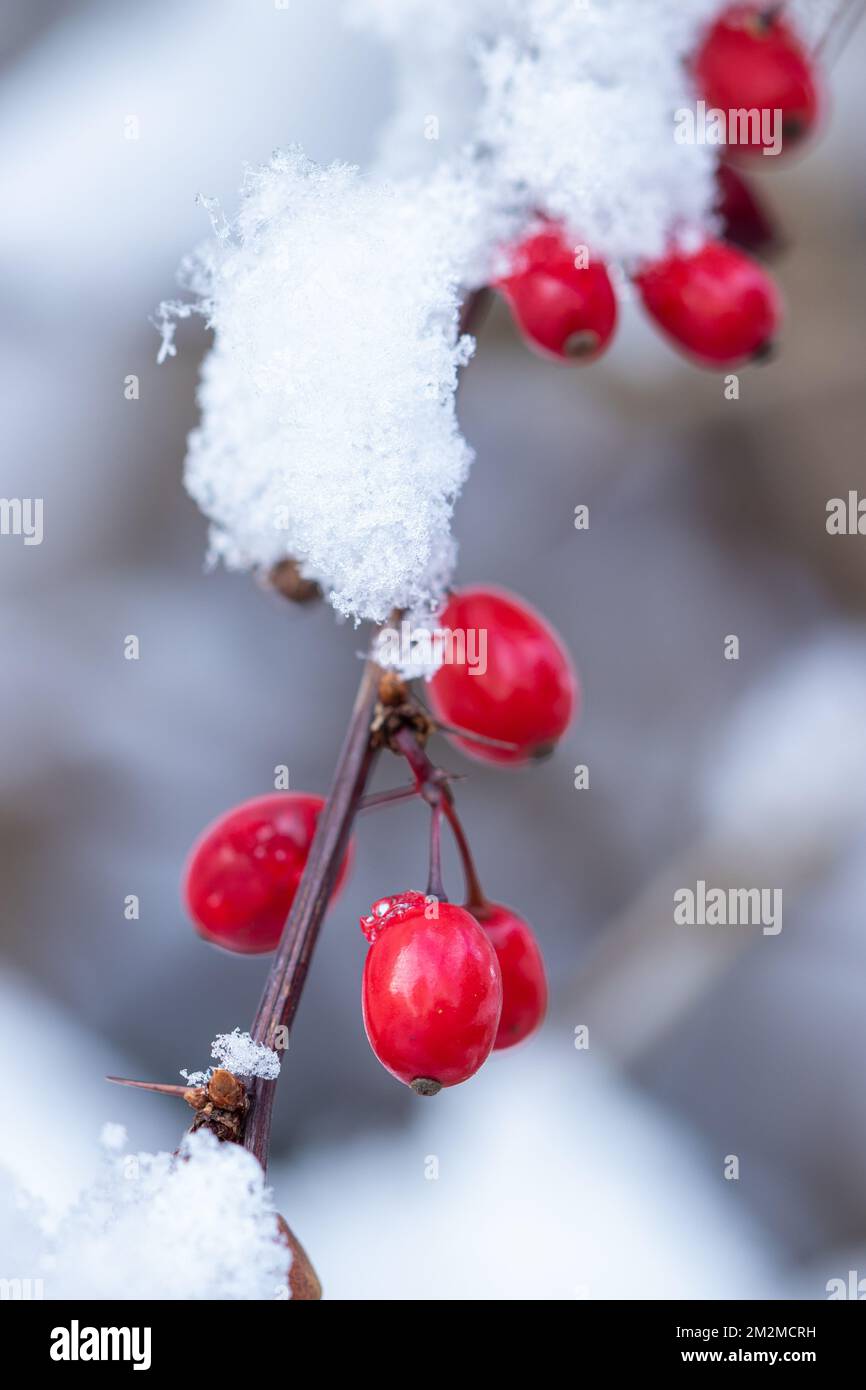 barbacche con neve in giardino macro inverno Foto Stock
