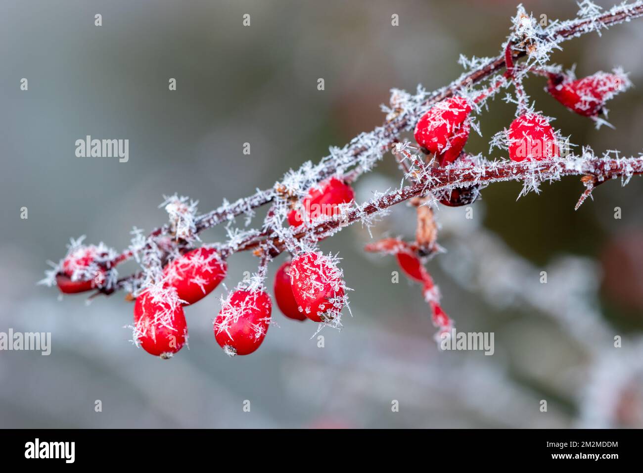 barbacche rosse con gelo bianco in macro giardino d'inverno Foto Stock