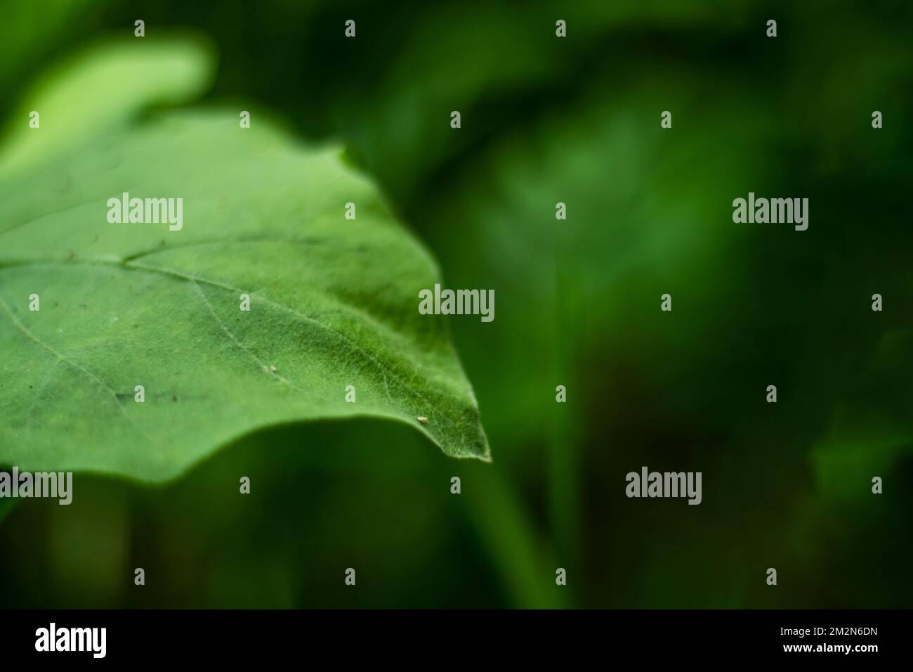 Effetto bokeh morbido foglia verde. Sfocatura bokeh verde foglie effetto bokeh sfondo macro natura verde foglie luci scuro ecologia verde foglie texture foglia Foto Stock