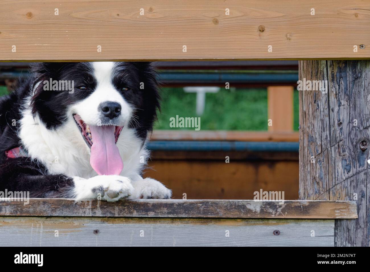 Anche se le collie di confine sono una razza di lavoro usata principalmente per pastorizia pecora, è stata sollevata in un ambiente urbano come un animale domestico con nessun addestramento oltre Foto Stock