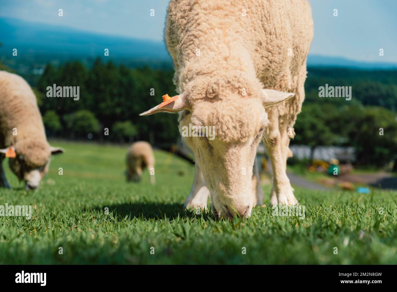 Il ranch Makaino vicino alla base del Monte Fuji ha un pascolo dove si può ottenere vicino al pascolo pecore. Anche se sono stato cresciuto in una fattoria, non ho mai b Foto Stock