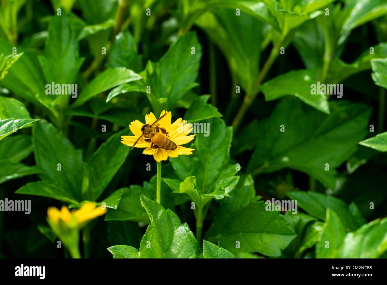 Il nettare è usato dalle api come cibo e una fonte di energia. Le api come i fiori perché si nutrono sul loro nettare e polline. Api di miele ed alcuni insetti altri Foto Stock