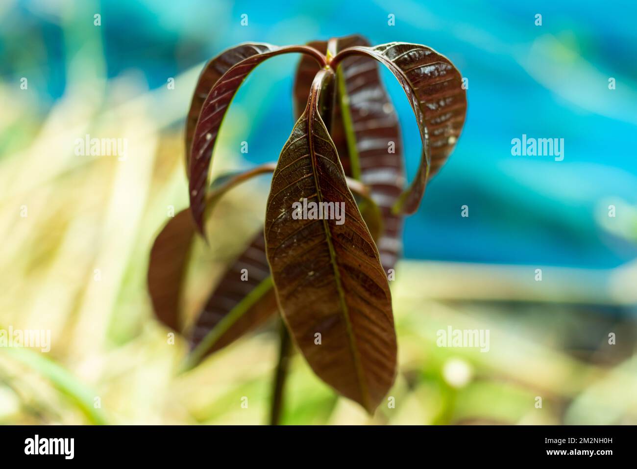 Giovani foglie verdi dell'albero di mango su sfondo blu Foto Stock