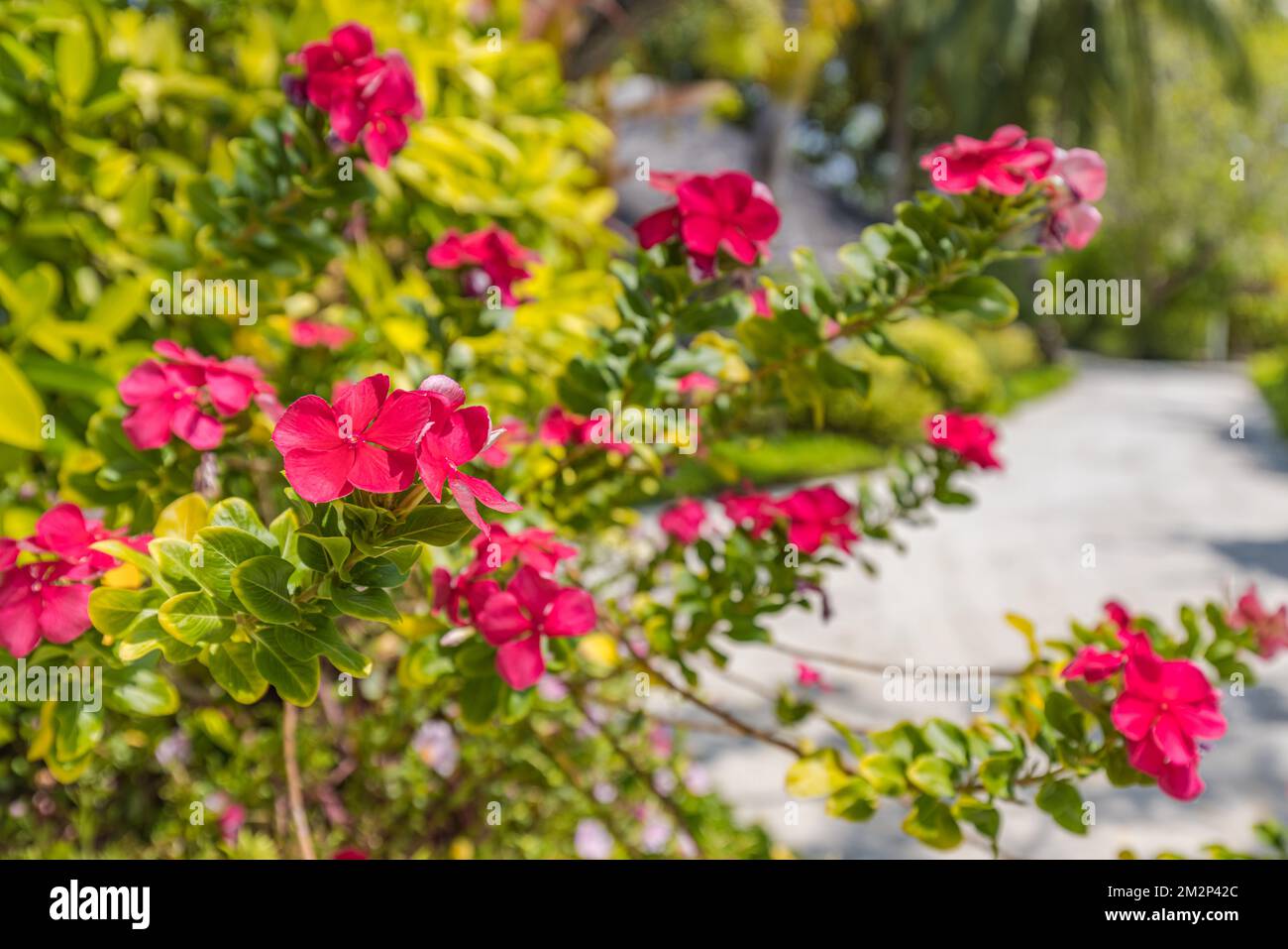 Primo piano di Dipladenia Sundaville fiori rosa rossi con sfondo sfocato giardino tropicale. Esotica natura floreale, giorno di sole Foto Stock