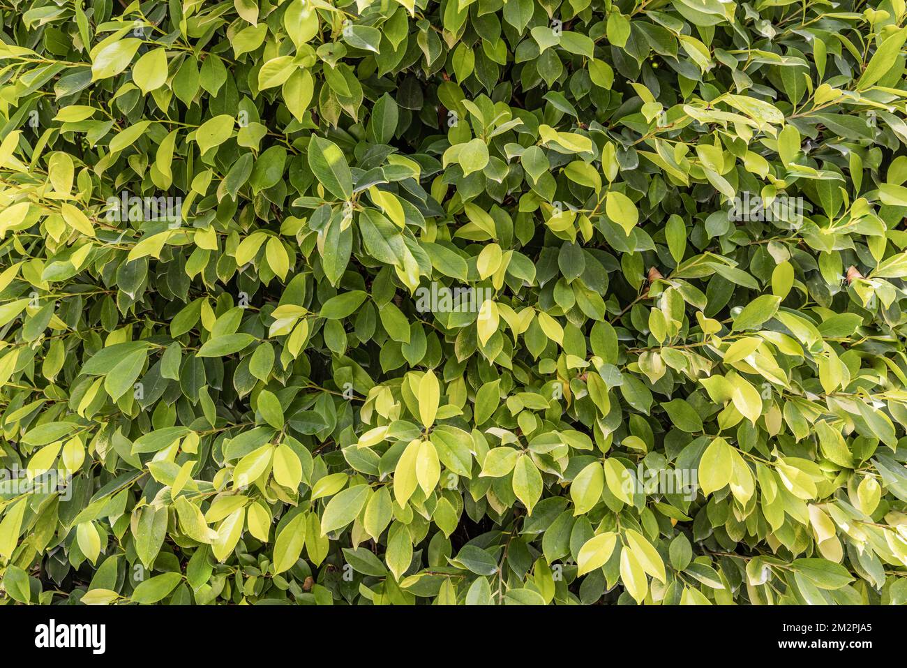 Verde foglie sfondo modello, sfondo naturale, carta da parati. Ecologia pacifica naturale verde foglie texture. Chiudiera all'aperto natura, piccola foglia di cespuglio Foto Stock