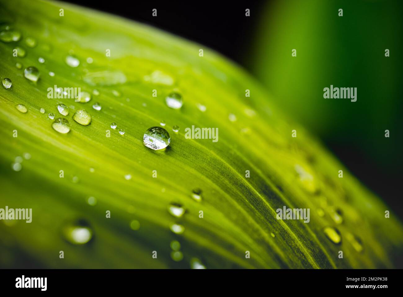 Foglia verde con gocce d'acqua. Gocce di rugiada al mattino si illuminano al sole. Bella struttura a foglia in natura. Sfondo naturale, spettacolare Foto Stock