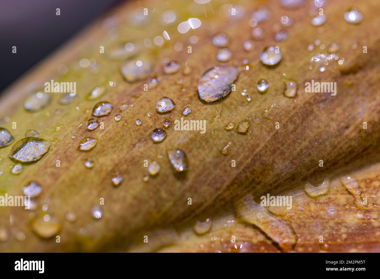 Macro foglia nei colori autunnali ricoperta di gocce di rugiada. Pioggia mattutina e luce solare soffusa, primo piano della natura come bandiera stagionale. Modello naturale Foto Stock