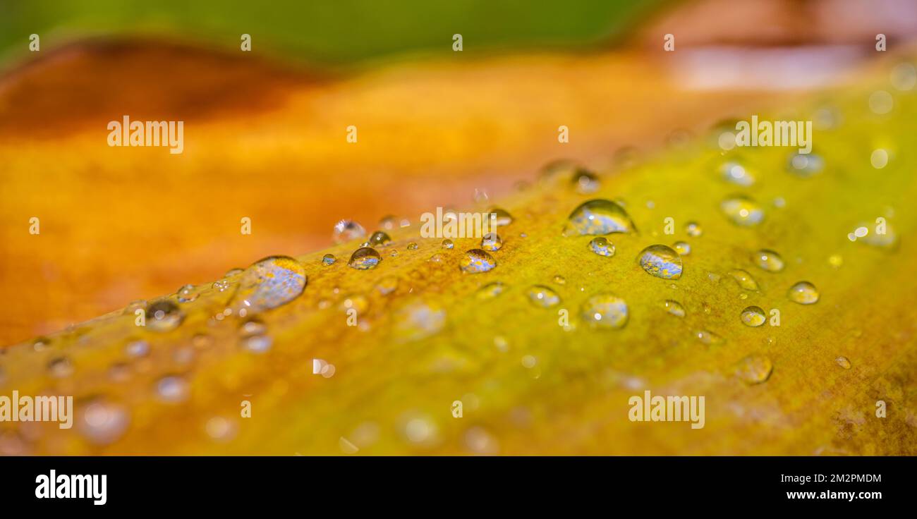 Macro foglia nei colori autunnali ricoperta di gocce di rugiada. Pioggia mattutina e luce solare soffusa, primo piano della natura come bandiera stagionale. Modello naturale Foto Stock